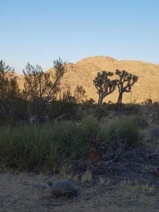Steph'S Panorama Paradise-Nat'L Park Minutes Away Joshua Tree Esterno foto